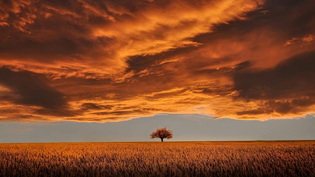 A lone brown tree stands in a wheat field under huge golden clouds